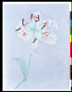 Lily, dopo il 1921