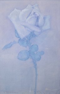 White rose da Piet Mondrian