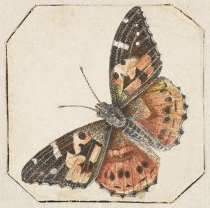 Vanessa del cardo (Vanessa cardui) da Pieter Barbiers (possibly)