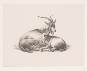 Capra e un capretto da Pieter Bartholomeusz. Barbiers