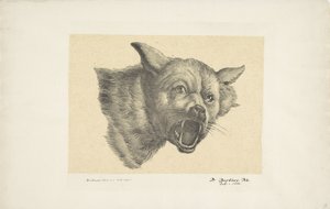 Testa di un lupo o cane