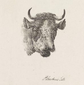 Testa di toro
