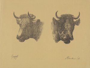 Due teste di toro