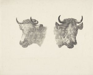 Due teste di toro