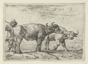 Due bufali e un pastore da Pieter Bodding van Laer