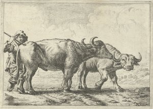 Due bufali e un pastore da Pieter Bodding van Laer