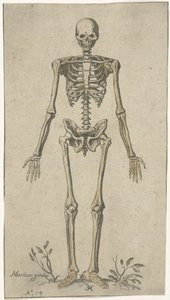 Scheletro maschile, visto di fronte da Pieter Feddes van Harlingen