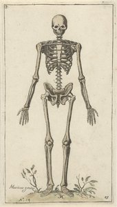 Scheletro maschile, visto di fronte da Pieter Feddes van Harlingen