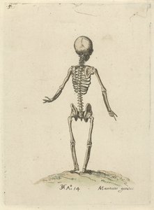 Scheletro, visto da dietro