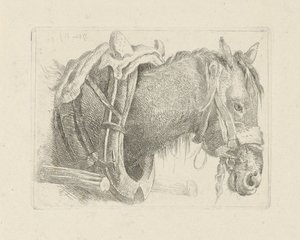 Studio di una testa di cavallo