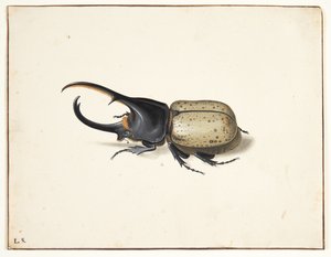 Un coleottero ercole (dynastes hercules)