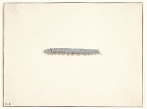 Una larva di falena notturna
