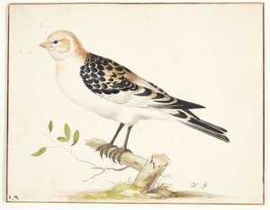 Un passero della neve (plectrophenax nivalis)