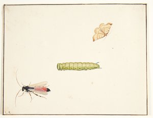 Tre studi di insetti