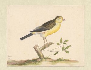 Canarino selvatico da Pieter Holsteyn (I)
