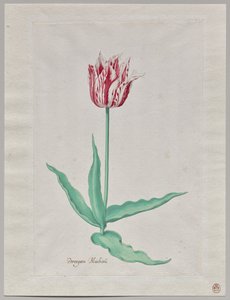 Studio di un tulipano (Perregoen Machieu) da Pieter Holsteyn II