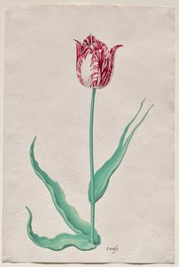 Studio di un tulipano (