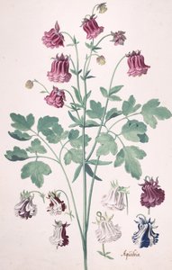 Una Colombina o Bonnet della Nonna, con Studi Aggiuntivi di Fiori da Pieter Holsteyn the Younger