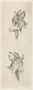 Testa di capra da Pieter Janson