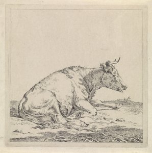 Mucca sdraiata, verso destra da Pieter Janson