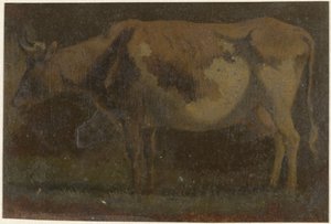Mucca in piedi, verso sinistra