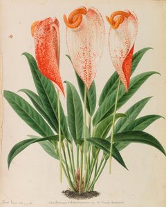 Originali di pubblicazioni di orticoltura e arboricoltura, 1878-1881