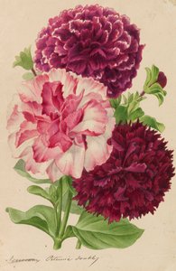 Originali di pubblicazioni di orticoltura e arboricoltura, 1878-1881