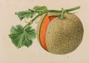 Originali di pubblicazioni di orticoltura e arboricoltura, 1878-1881