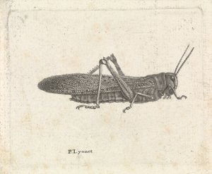 Cavalletta da Pieter Lyonet