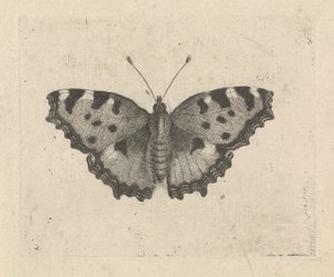 Farfalla da Pieter Lyonet