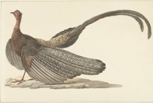 Fagiano Argus da Pieter Pietersz. Barbiers