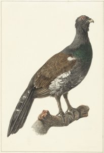 Gallo cedrone da Pieter Pietersz. Barbiers