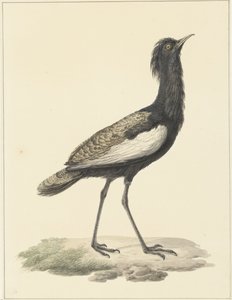 Otarda (Eupodotis bengalensis / Houbaropsis bengalensis) da Pieter Pietersz. Barbiers