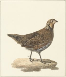 Colino della Virginia (Colinus virginianus) da Pieter Pietersz. Barbiers