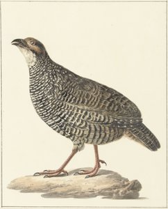 Francolino cinese (Excalfactoria chinensis) da Pieter Pietersz. Barbiers