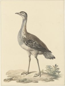 Otarda di Denham (Neotis denhami) da Pieter Pietersz. Barbiers