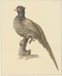 Fagiano da caccia da Pieter Pietersz. Barbiers