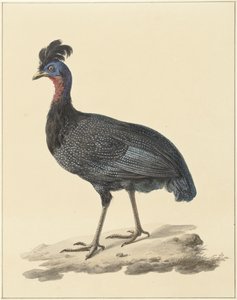 Faraona crestata da Pieter Pietersz. Barbiers