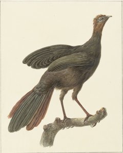 Penelope purpurascens da Pieter Pietersz. Barbiers