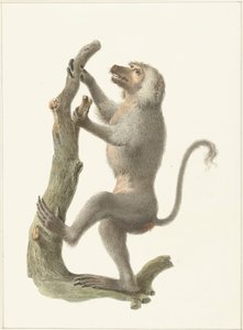 Babbuino mantellato da Pieter Pietersz. Barbiers