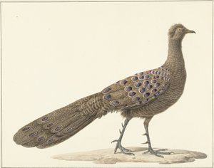 Pavone Specchio