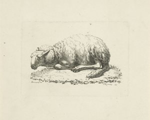 Pecora sdraiata da Pieter Roosing