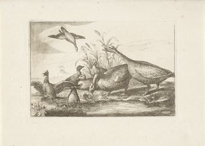 Anatre e oche da Pieter Schenk (I) (attributed to)