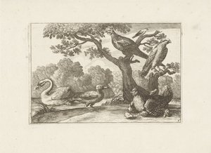Gallina con pulcini e altri uccelli