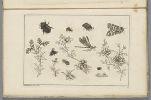 Rami di fiori con insetti da Pieter Schenk (II)