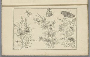 Tre rami di fiori e tre farfalle