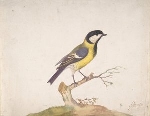 Una cinciallegra Parus major posata su un ramo, 1670-93 da Pieter Withoos