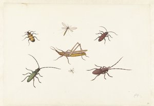 Foglio con sette insetti diversi da Pieter Withoos