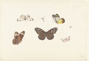 Foglio con cinque farfalle e due mosche