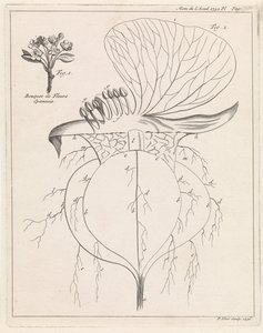 Sezione di un fiore da Pieter Yver
